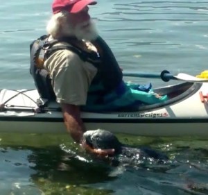 I tried to insert a video of my friend, Archie Endo, surfing, quite Archie-like (stylish long and gliding ride on a longboard), in Thailand. He is (still) there, middleman for a fish company. As I said, tried. Wrong format, evidently, and I got a big old "X," and a scolding. So, here is a photo I could insert, another (obviously old) friend, Bill Thomas, kayaking below his house on the Hood Canal with his new friend.  I went surfing with Bill, who will proudly tell you he has surfed the Puget Sound on one of those storm days (like yesterday) where the entire fetch of the Sound (lots of miles) was headed north, and he was on some of those windswells. That was then, years ago, and when we went to Westport on a typical, chopped-up day, Bill in a thick wetsuit more suited to diving, and I didn't surf very well, but did make it out a couple of times, Bill was almost angry that his skills from thirty, forty years ago hadn't stayed with him. He took a couple of photos of another surfer, doing well, and drove back.  Despite Bill being a retired firefighter, he was not, evidently, the guy driving the rigs to urgent fires and aid calls. He was stridently unapologetic about that. "I just thought I'd do better," he said. "And frankly, I thought you'd do better."  I have seen Bill since, kayaking at (I'm just going to name the spot) Salt Creek. No, one up on the Straits. He did fine. No, I don't have a photo. 