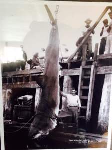 FB_IMG_1424875107359